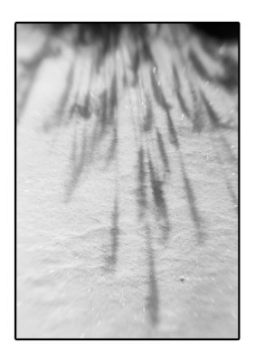 Snow Images 2010