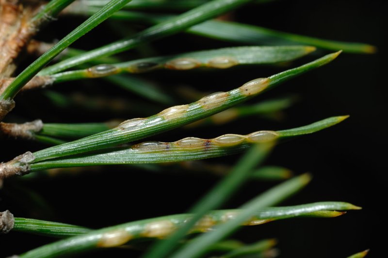 Neodiprion-sertifer_eggs.jpg