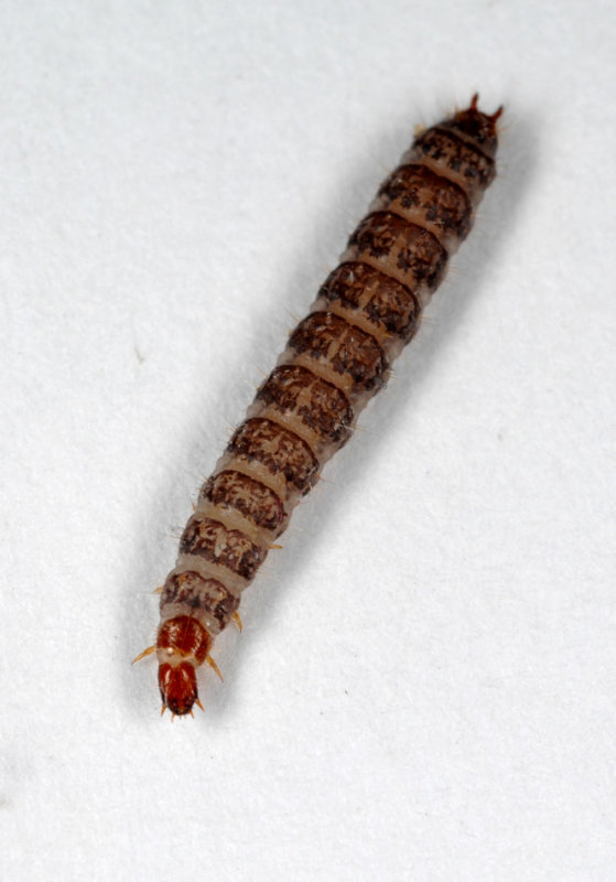 Necrobia-violacea_larva.jpg