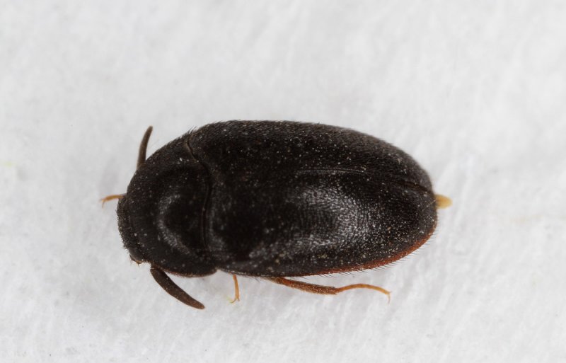 Attagenus-unicolor.jpg