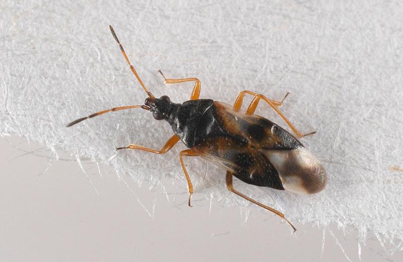 Anthocoris-nemorum.jpg