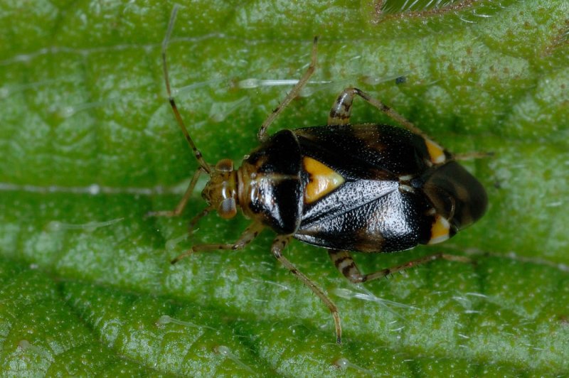 Liocoris-tripustulatus.jpg