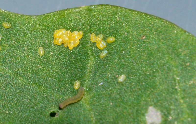 Plutella-xylostella-eggs.jpg
