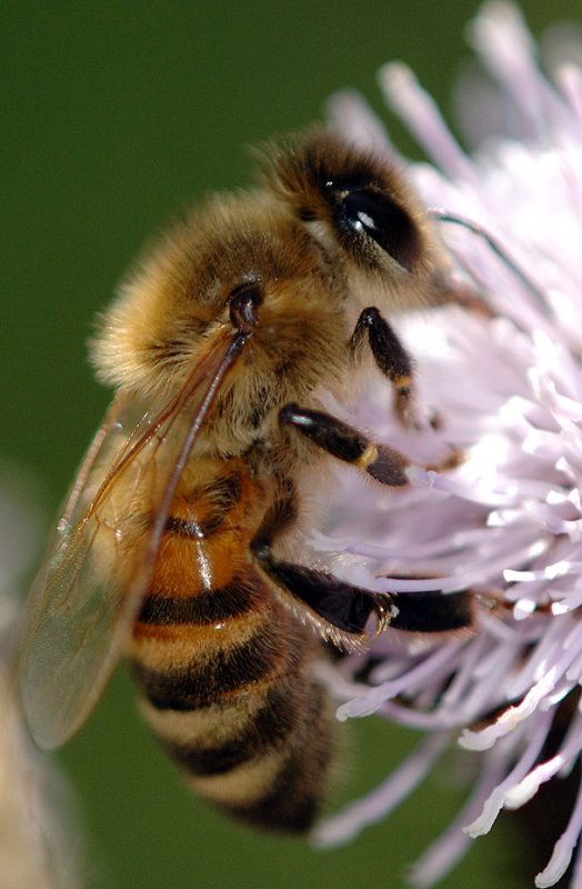 Apis-mellifera_2.jpg
