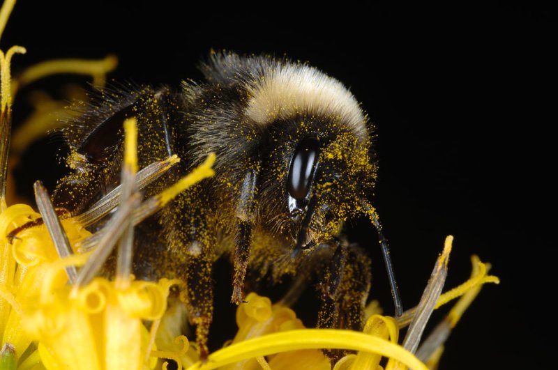 Bombus-with-pollen.JPG