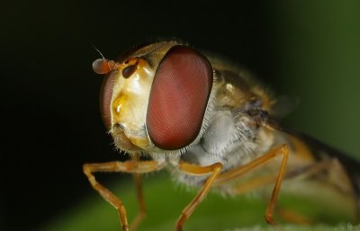 Episyrphus-balteatus.jpg