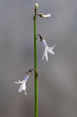 Lobelia-dortmanna.jpg