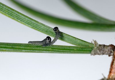 Neodiprion-sertifer_larvae.jpg