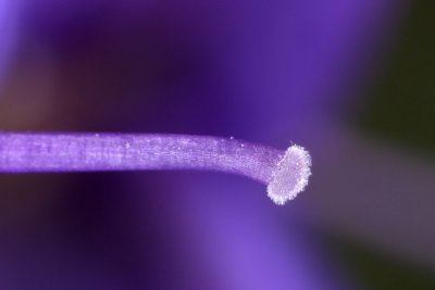canon_450d