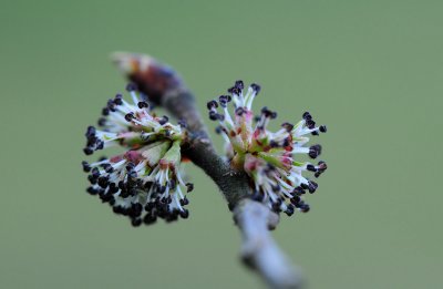 Ulmus-glabra.jpg