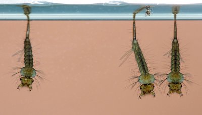 Mosquito-larvae.jpg
