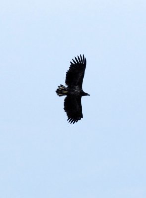 Haliaeetus-albicilla.jpg