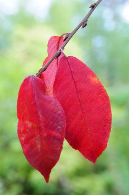 Prunus-padus-leaf.jpg