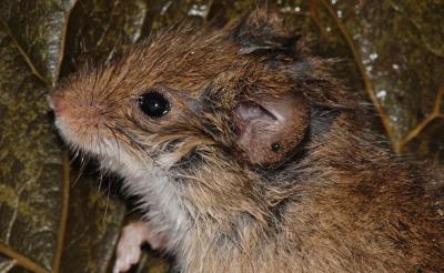 g3/01/12401/3/53984288.Apodemusflavicollis.jpg
