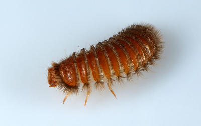 g3/01/12401/3/56359453.Thylodriascontractus2.jpg