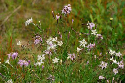 Dianthus-superbus.jpg