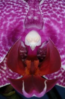 Phalaenopsis_hybrid.jpg
