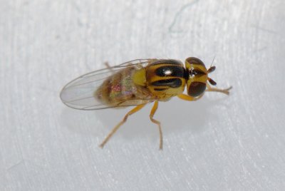 Thaumatomyia-notata.jpg