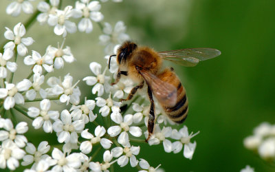 Apis-mellifera.jpg