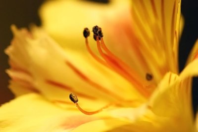 Alstroemeria-flower.jpg
