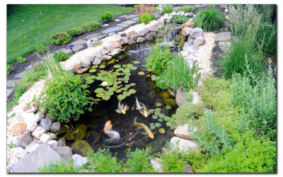 Koi Pond in June