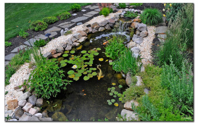 Koi Pond in June