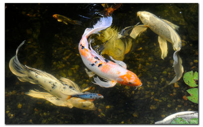 Koi Pond