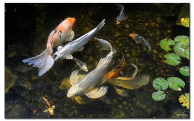 Koi Pond