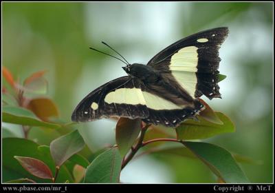 潺 Common Nawab (Polyura athamas)