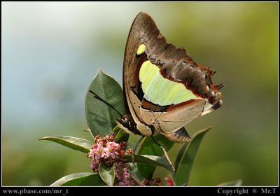 Today's New Butterfly ¤µ¤é·s½º