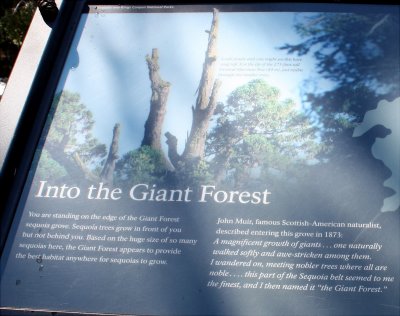 Trees of the Giant Forest sign