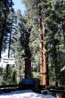 General Sherman tree overlook