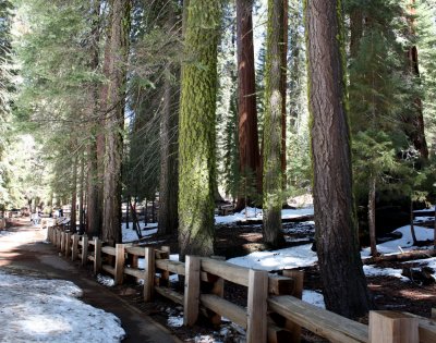 Path to General Sherman tree