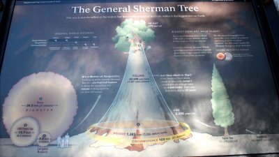 Genreral Sherman tree sign