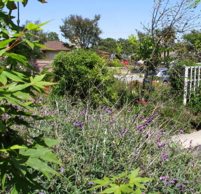 front yard 7.jpg