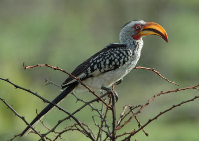 Southern Yellow-billed Hornbill