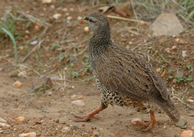 Natal Francolin