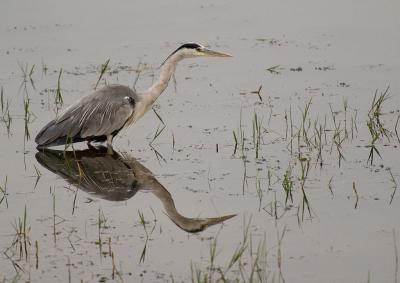 Grey Heron