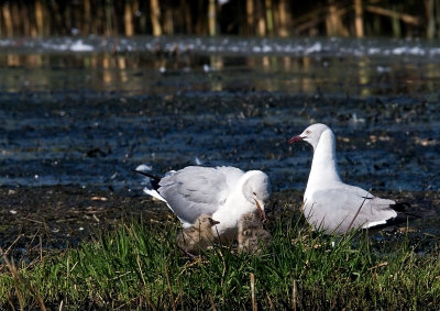 Grey-headed Gulls - Feeding Time !