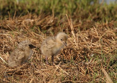 Juvenile Grey-headed Gulls