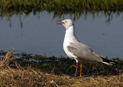 Grey-headed Gull