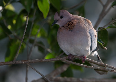 Laughing Dove