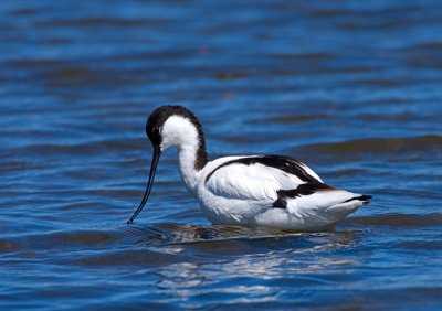 Pied Avocet