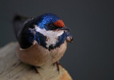Whitethroated Swallow