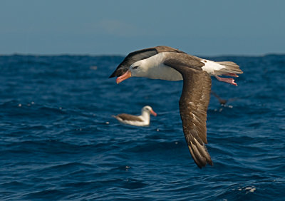 Blackbrowed Albatross