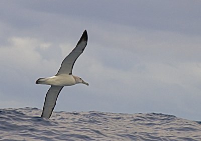 Greyheaded Albatross