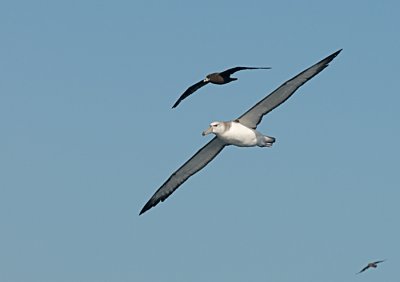 Greyheaded Albatross