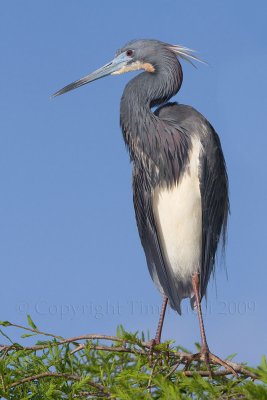 40d-6026c - Tricolor Heron