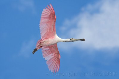 63559 - Roseatte Spoonbill