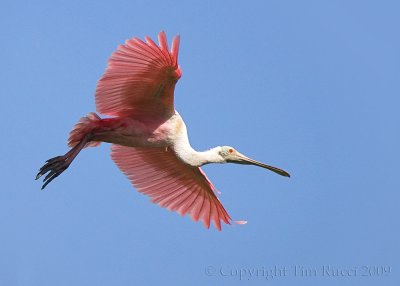 63622 - Roseatte Spoonbill